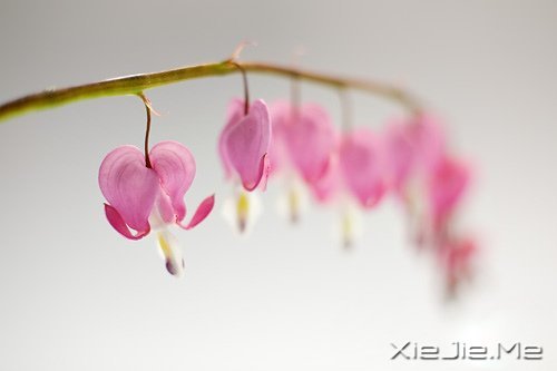 只有知足感恩,才能笑对人生 (5)