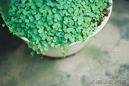 越努力,越幸运 (8)