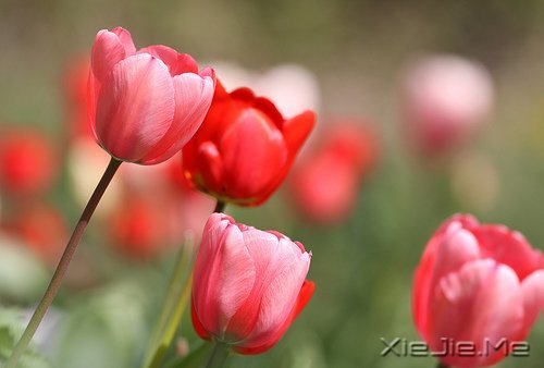 生活中没有理所当然,只有心甘情愿 (3)