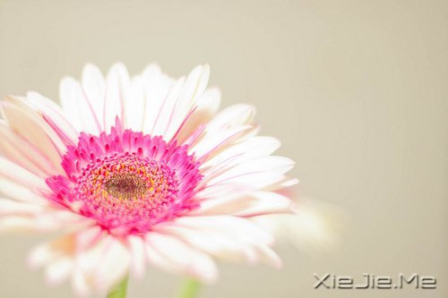 人生最清晰的脚印,往往印在最泥泞的路上 (5)