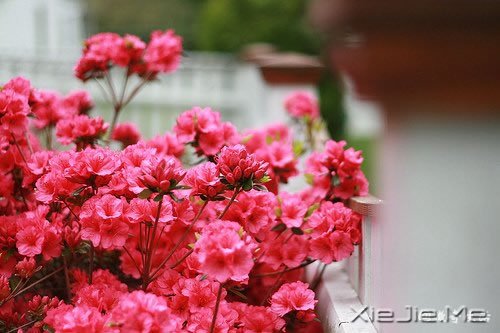 花开为谁谢,花谢为谁悲 (6)