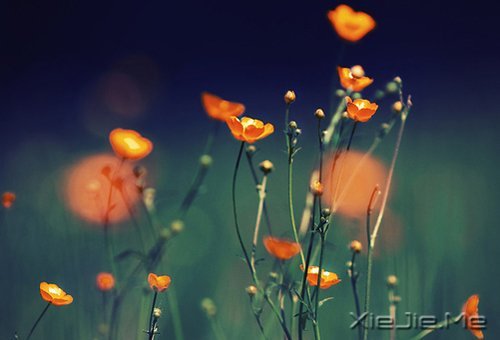 晚安心语:心复杂,世界就是迷宫 (6)