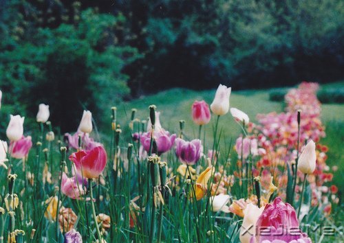 早安心语:不往前走,你将永远停留 (3)