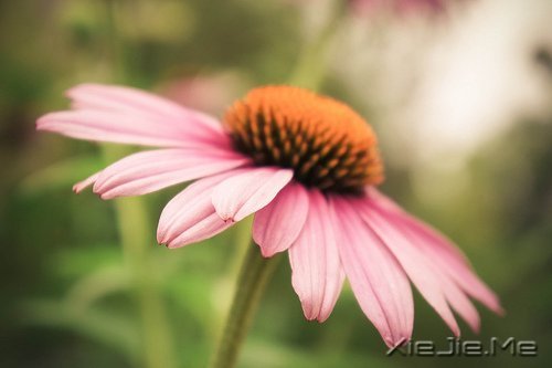 晚安心语:人生最美还是淡然 (3)