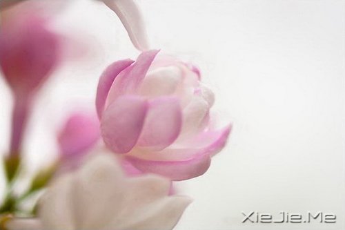 早安心语:你想要的,岁月都会给你 (7)