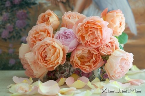 晚安心语:你若不伤,岁月无恙 (4)