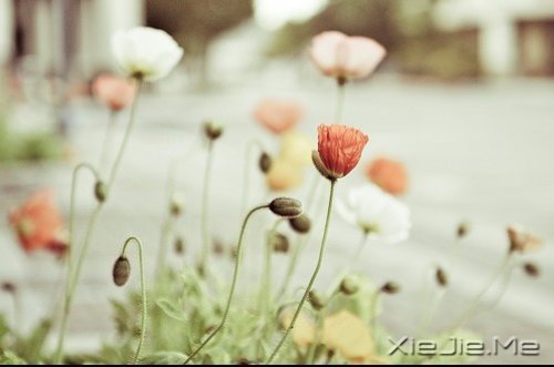 对未来的真正慷慨,是把一切献给现在 (10)