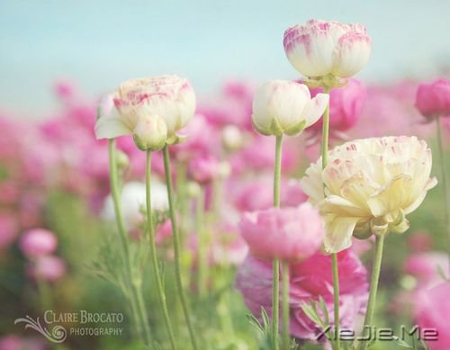 早安心语:我只有笑的很欢,忧伤才不会被看穿 (7)