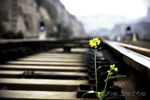 早安心语:一念放下,万般自在 (8)