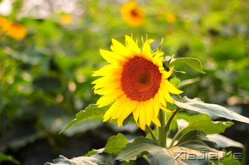 早安心语:我正在努力变成自己喜欢的那个自己 (5)