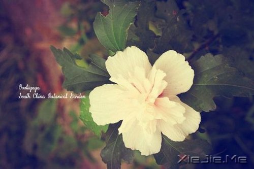 �簲�����δ���������������ǰ�һ���׸����� (10)