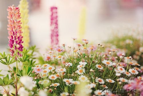 早安心语:生活总会给你另一个机会,这个机会叫明天 (9)