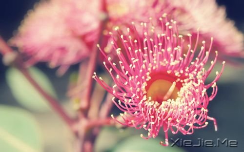 早安心语:你的生命不长,不能用它来悲伤 (9)