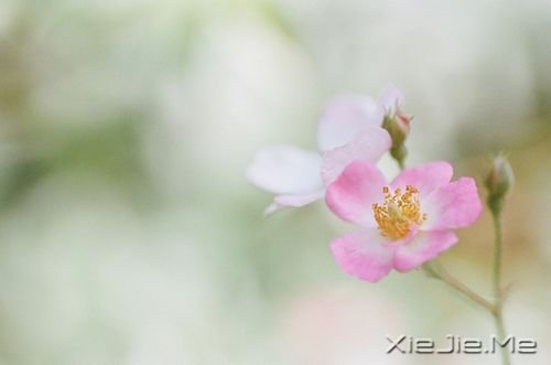 �簲�������ֻ�о�����ƽ���������Ե�����������ʵ (8)