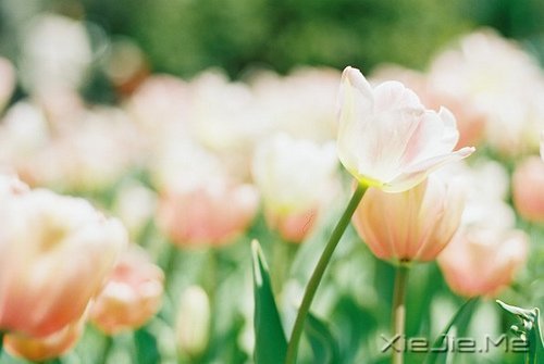 知乎精选:有女朋友时是什么样的感觉?