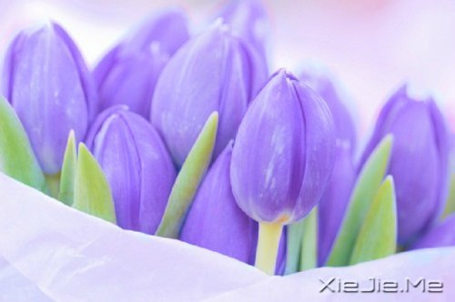 经典语录:只要适合自己,就是幸福 (3)