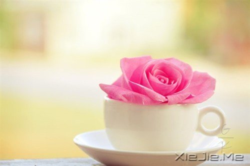 经典语录:我们需要的,只是一颗静下来的心