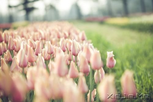 优美文章:轻倚时光的路口,静待花开