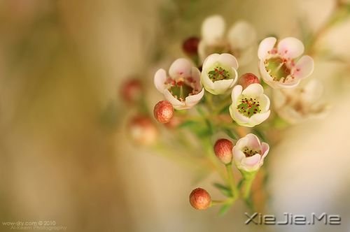 漂亮的花朵图片 (3)